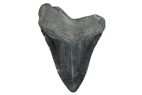 4.61" Fossil Megalodon Tooth - South Carolina (#275826) For Sale - FossilEra.com