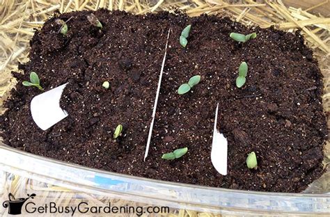 How To Plant & Grow Cucumber Seeds: The Complete Guide - Get Busy Gardening