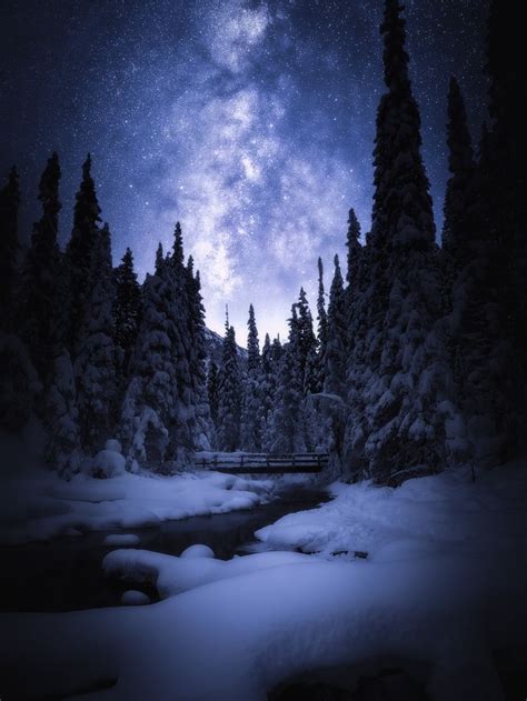 snow covered pine trees during nighttime | Night landscape, Landscape ...