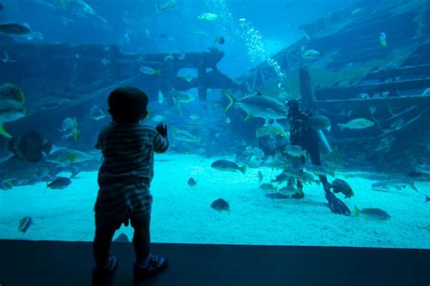 Premium Photo | Singapore. february 15, 2018: image of baby boy looking ...