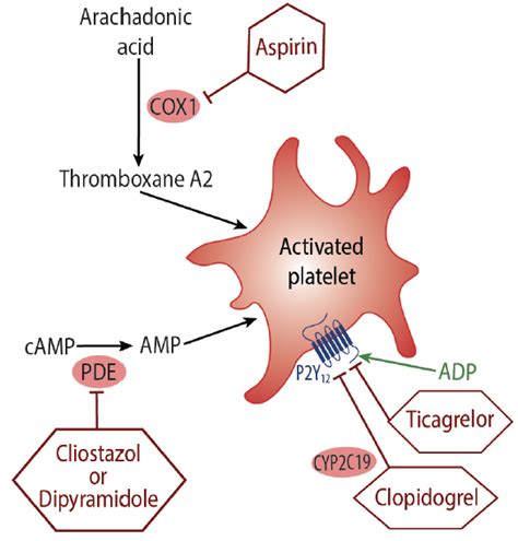 Aspirin Mechanism Of Action