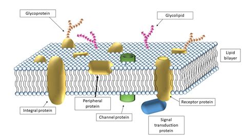 Cell Membrane – Veterinary Histology