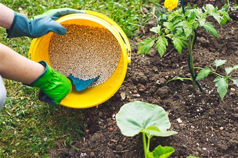 Vegetable Garden Fertilizers – Types Of Fertilizer For Vegetable Gardens | Gardening Know How