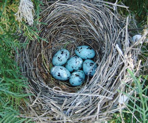 Common Grackle nest and eggs | Explore dpwagtail's photos on… | Flickr ...