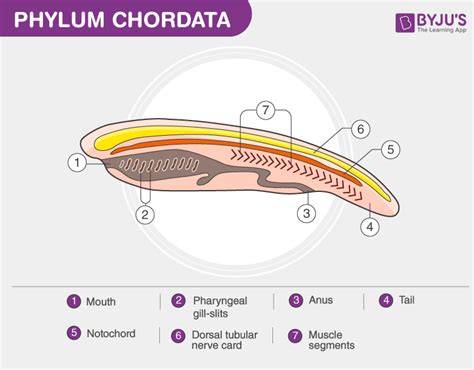 Do humans have dorsal nerve cord notochord?