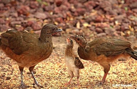 Chachalaca - Description, Habitat, Image, Diet, and Interesting Facts