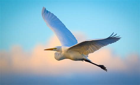 Download Bird Animal Egret HD Wallpaper