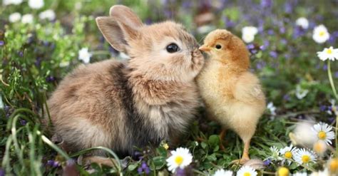 What’s a Baby Rabbit Called + 4 More Amazing Facts! - A-Z Animals