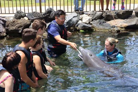 Where to Swim with Dolphins on Oahu: Dolphin Quest Review