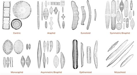 Freshwater Diatoms Identification