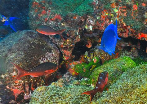 Best diving in Fernando de Noronha, Brazil - Travelling Contessa