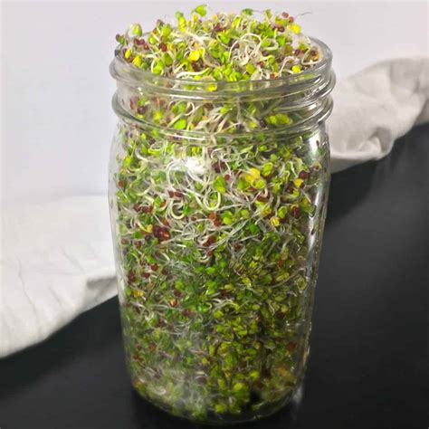 How to Grow Broccoli Sprouts (Sprouting Broccoli Seeds)