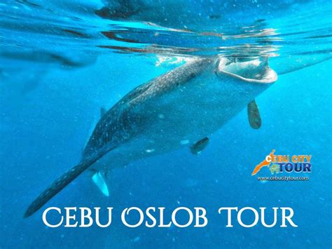 Top 5 Dive Spots in Cebu, Philippines | Cebu City Tour