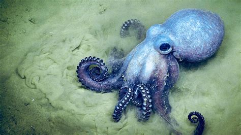 Octopus habitat, facts & intelligence, How many brains does an octopus ...