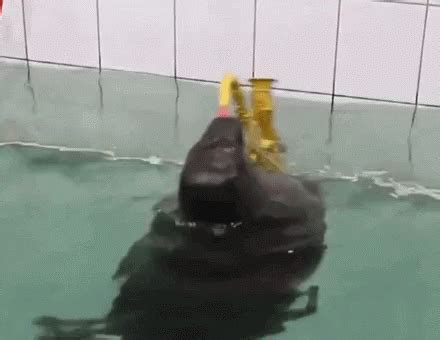 Seal Sax GIF - Seal Sax Spin - Discover & Share GIFs