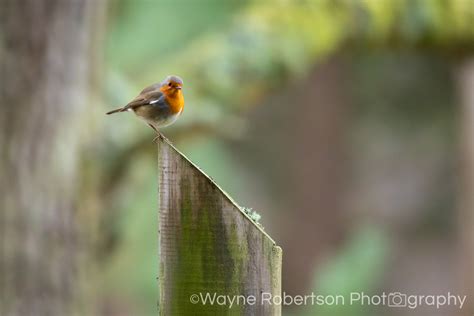 Wildlife Photography with the Sigma 150-600 mm F5-6.3 DG OS HSM ...