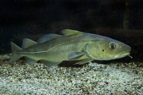 Atlantic Cod: Characteristics and Reproduction - My Animals