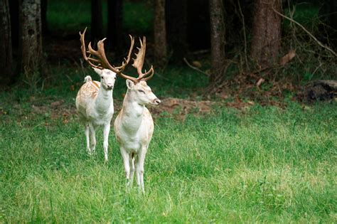 Alabama Safari Park is set on 350 acres and features animals from all ...