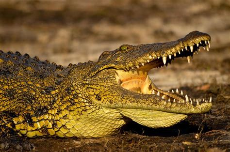 Nile Crocodile stock image in 2020 | Nile crocodile, Crocodile, Teeth ...