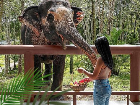 Embrace the Beauty of Ethical Elephant Tourism at Phuket Elephant ...