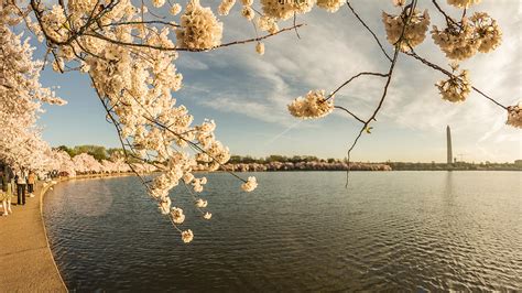 Washington Monument at Cherry Blossoms Photograph by SAURAVphoto Online ...