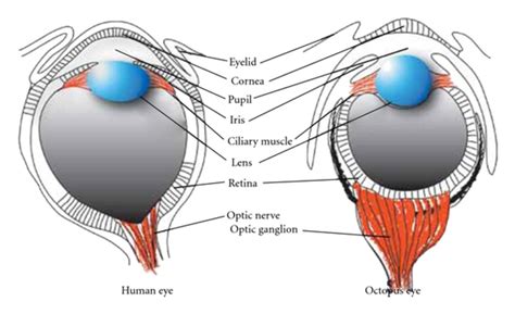 Human and octopus camera eyes have very similar morphology. Essentially ...