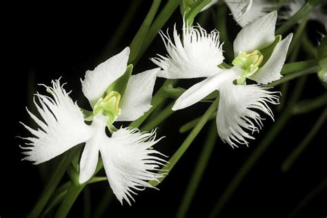 White Egret Orchid l Stunning Variety - Our Breathing Planet