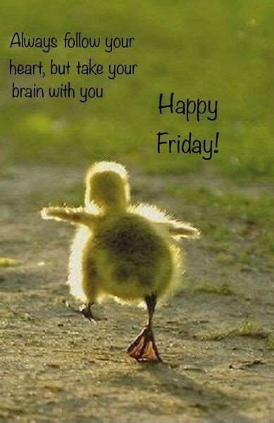 Black Friday Funny Quotes, Happy Friday Quotes, Friday Quotes Funny ...