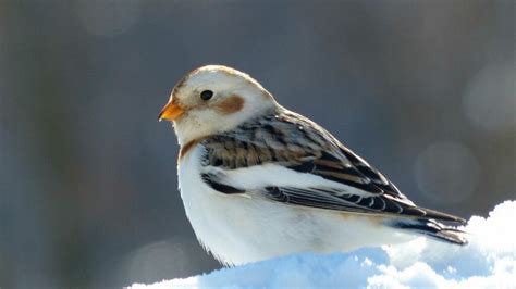 The Snow Bunting: An Arctic Visitor's Glimpse into Britain's Winter - Glenlivet Wildlife