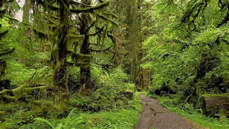 Hoh Rainforest River Trail- Olympic National Park - YouTube