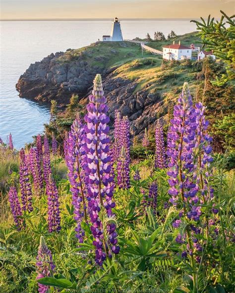 Lupins, growing as wild fFlowers, Grand Manan, New Brunswick, Canada. East Coast Canada, New ...