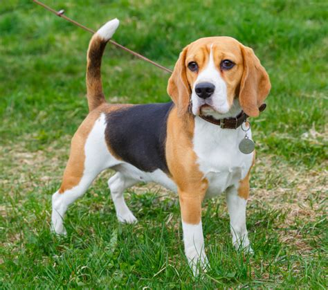 Beagle Adoption in Kirkland Lake, ON: Beagle Puppies for Sale in ...