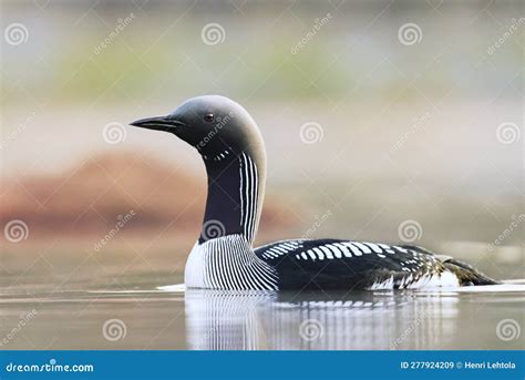 Black-throated Loon, Arctic Loon or Black-throated Diver (Gavia Arctica) Swimming in a Lake ...