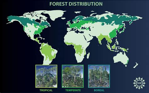 Forests & Climate Change: What's Their Role in Global Warming?- Feature Story - NCAR & UCAR News ...