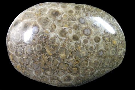 3.55" Polished Petoskey Stone (Fossil Coral) - Michigan (#162052) For Sale - FossilEra.com