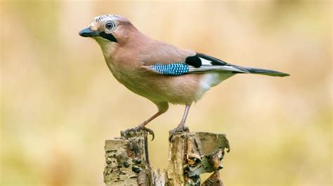 Jay (Garrulus glandarius) - British Birds - Woodland Trust