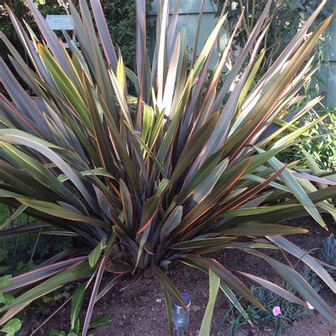 Phormium tenax, New Zealand flax - uploaded by @TexasTanya