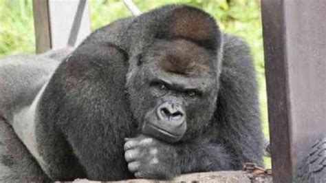 Japanese Women Are Falling Hard For A "Handsome" Gorilla Named Shabani - INFORMATION NIGERIA