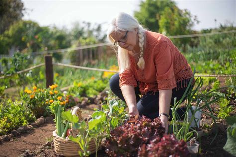 Best Drip Irrigation System for a Vegetable Garden - Garden Gear Shop