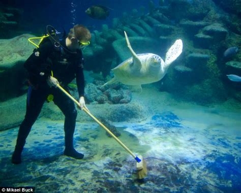 Perfect job for a sea sponge! Staff at London Aquarium don scuba gear to scrub tanks during ...