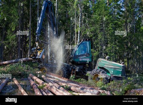 Logging industry showing timber / trees felled by forestry machinery ...