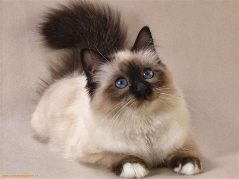 Persian Cats