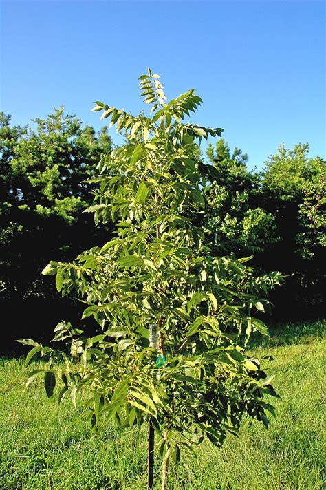 Northern Pecans: Training young pecan trees: The 2 foot rule