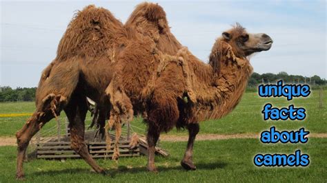 unique facts about camels - YouTube