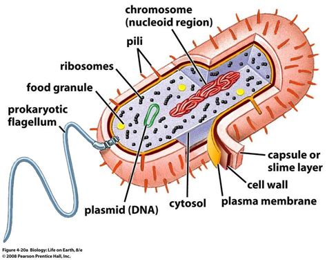 Bacterial structures | Prokaryotic cell, Cell biology, Biology