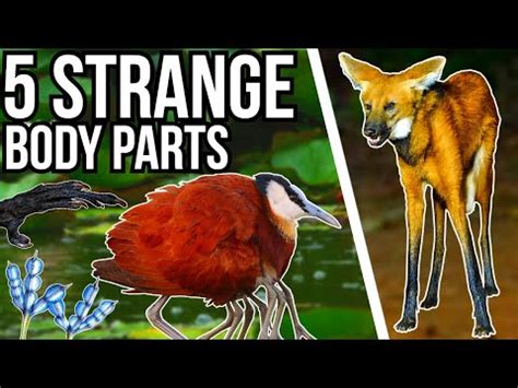 5 Animals With Strange Body Parts - YouTube