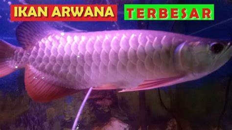 Ikan arwana terbesar di dunia - YouTube