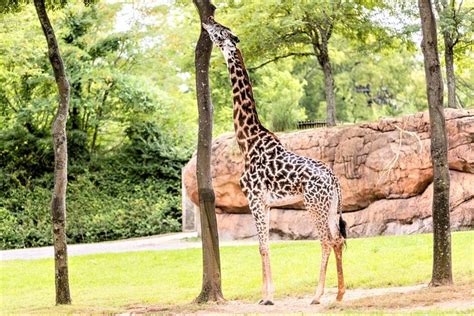 Nashville Zoo General Admission Ticket 2024: Triphobo