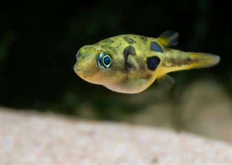7 Exotic Freshwater Fish To Keep At Home - Petland Texas