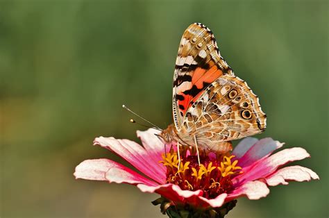 Vanessa Cardui Butterfly Zinnia - Free photo on Pixabay